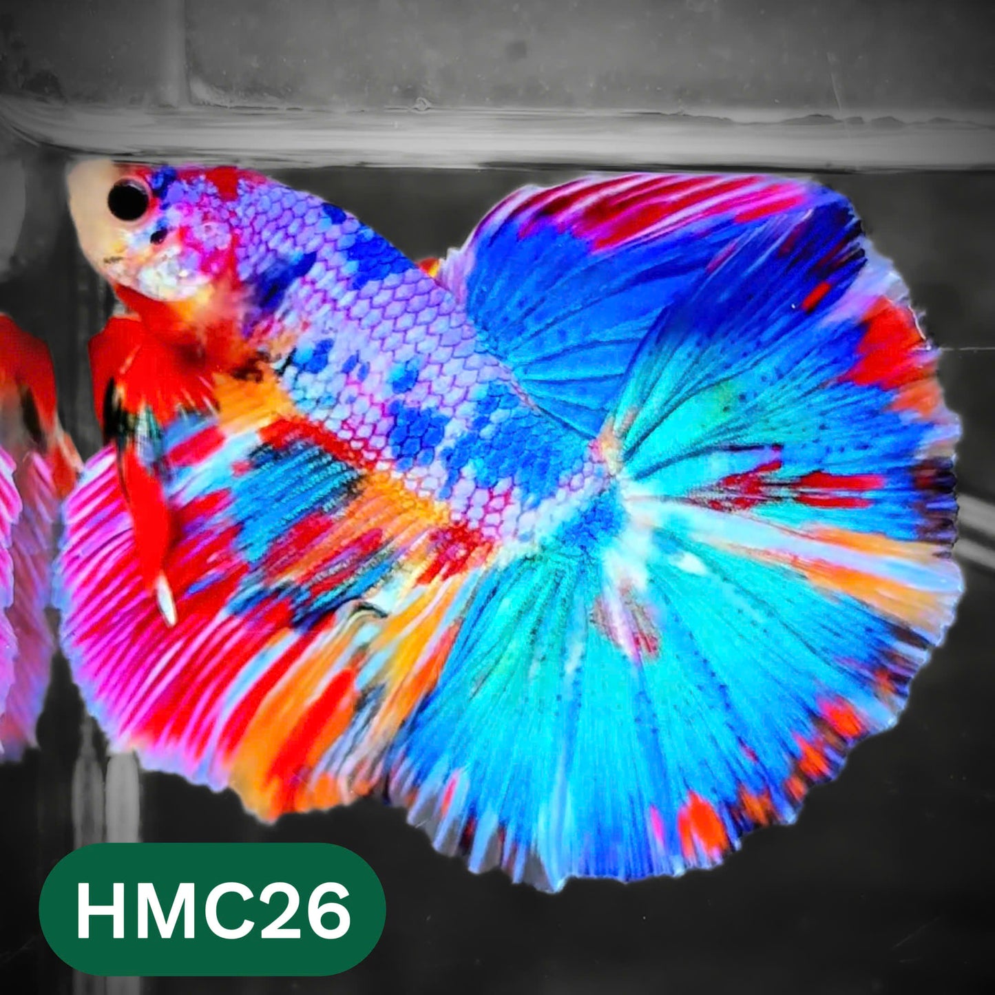 Multicolor Halfmoon Male Betta Fish | High Grade | Order Directly From Farm |  You Pick Fish |