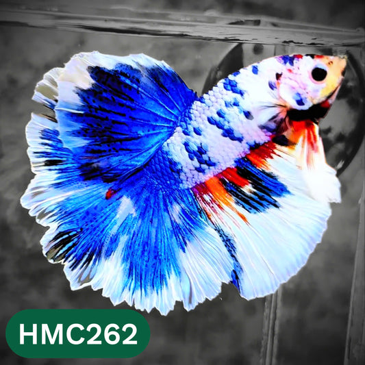 Multicolor Halfmoon Male Betta Fish | Order Directly From Farm | You Pick Fish
