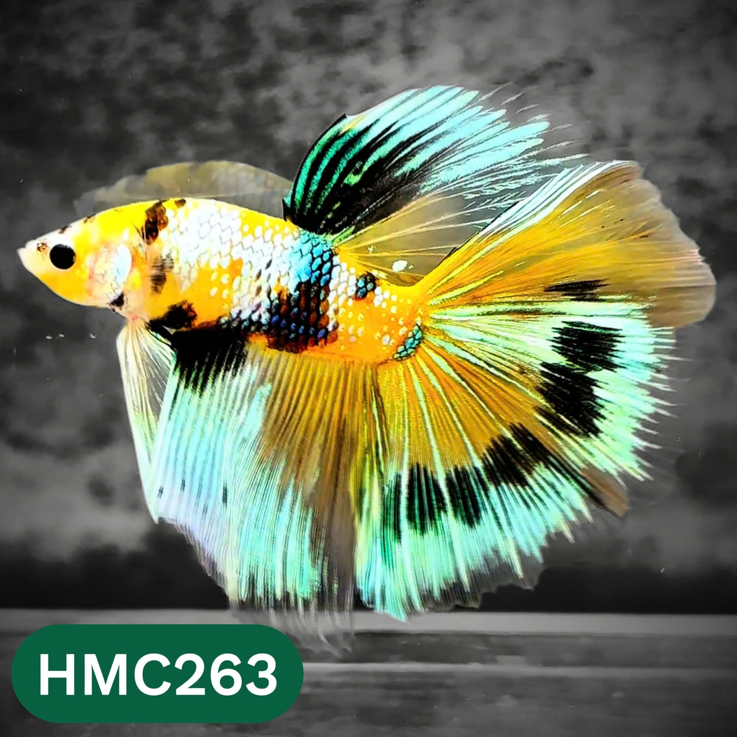 Multicolor Halfmoon Male Betta Fish | Order Directly From Farm | You Pick Fish