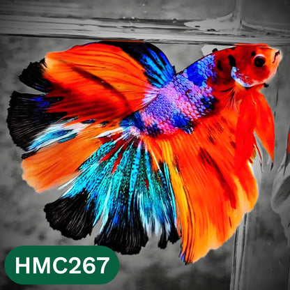 Multicolor Halfmoon Male Betta Fish | Order Directly From Farm | You Pick Fish