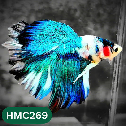 Multicolor Halfmoon Male Betta Fish | Order Directly From Farm | You Pick Fish