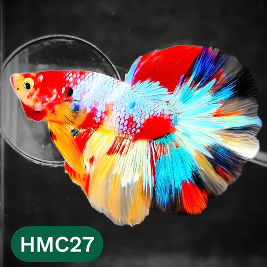 Multicolor Halfmoon Male Betta Fish | High Grade | Order Directly From Farm |  You Pick Fish |