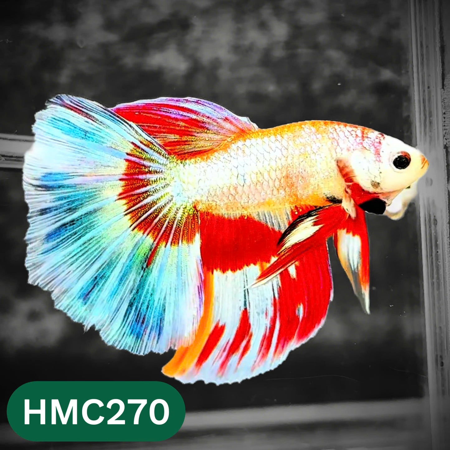 Multicolor Halfmoon Male Betta Fish | Order Directly From Farm | You Pick Fish