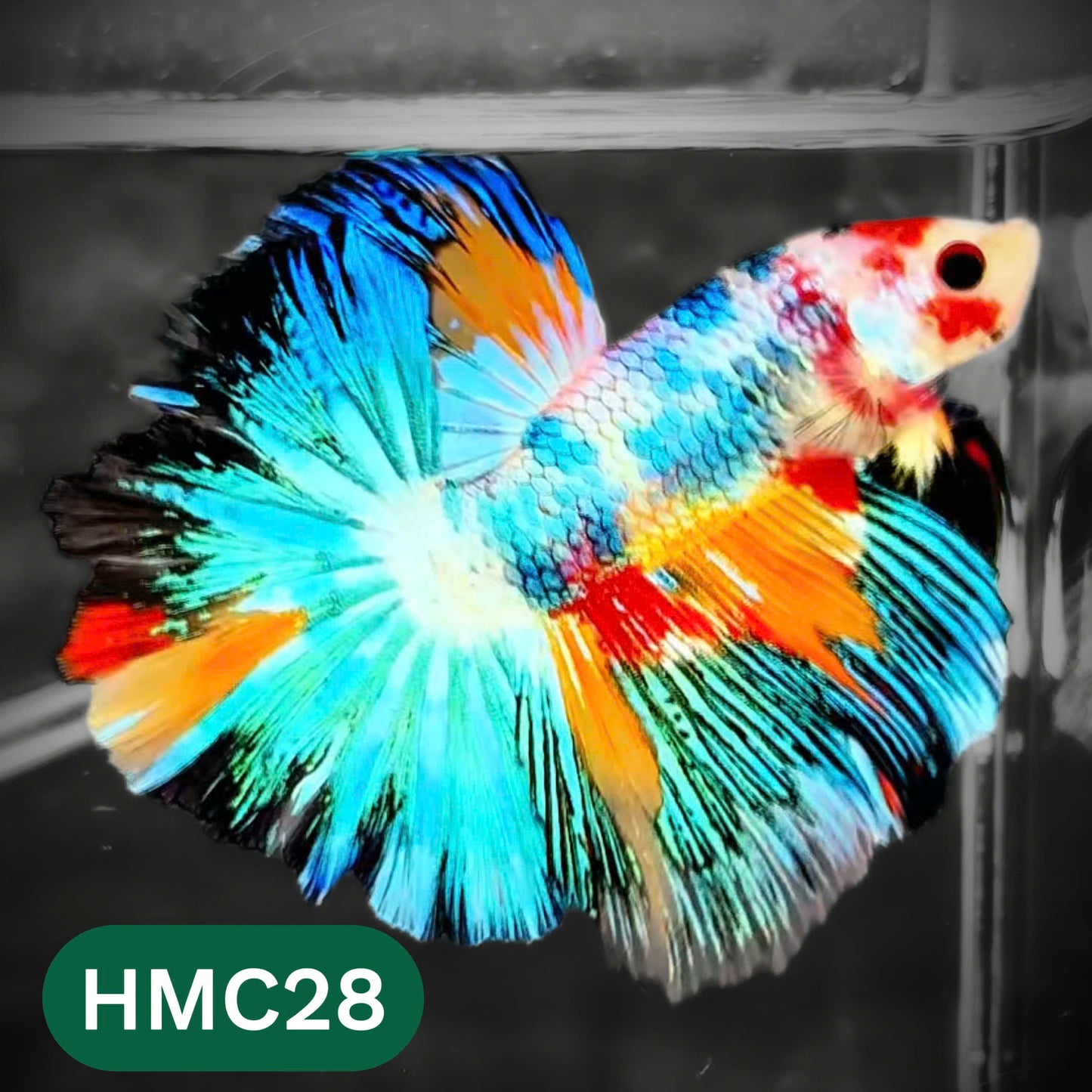 Multicolor Halfmoon Male Betta Fish | High Grade | Order Directly From Farm |  You Pick Fish |
