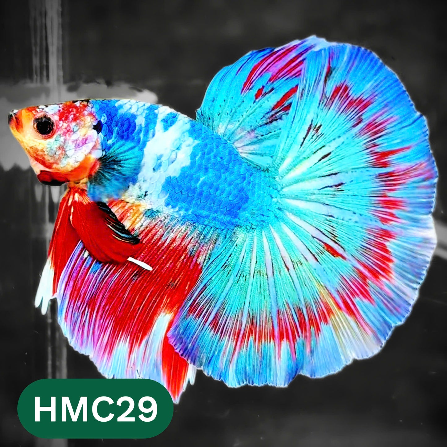 Multicolor Halfmoon Male Betta Fish | High Grade | Order Directly From Farm |  You Pick Fish |