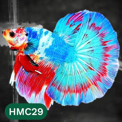 Multicolor Halfmoon Male Betta Fish | High Grade | Order Directly From Farm |  You Pick Fish |