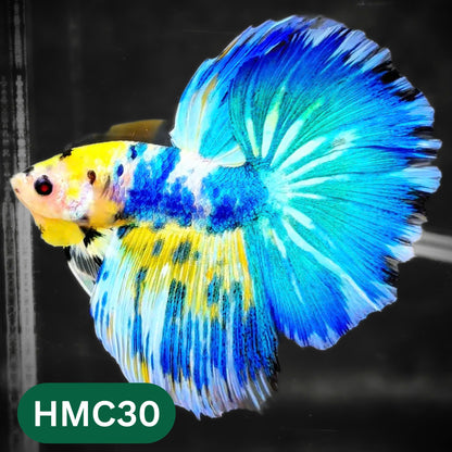 Multicolor Halfmoon Male Betta Fish | High Grade | Order Directly From Farm |  You Pick Fish |