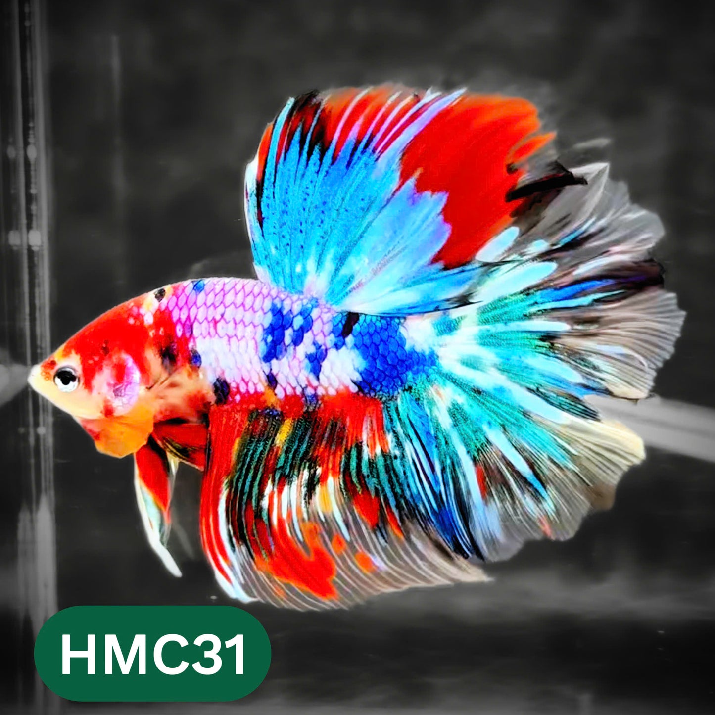 Multicolor Halfmoon Male Betta Fish | High Grade | Order Directly From Farm |  You Pick Fish |