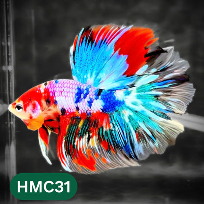 Multicolor Halfmoon Male Betta Fish | High Grade | Order Directly From Farm |  You Pick Fish |