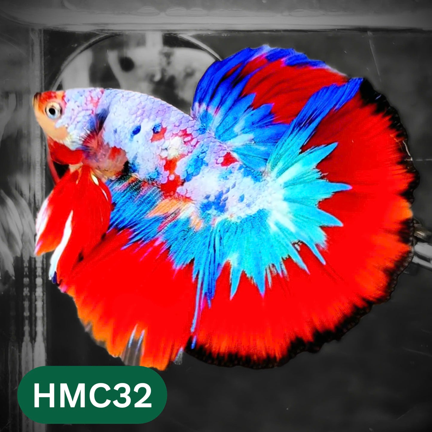 Multicolor Halfmoon Male Betta Fish | High Grade | Order Directly From Farm |  You Pick Fish |