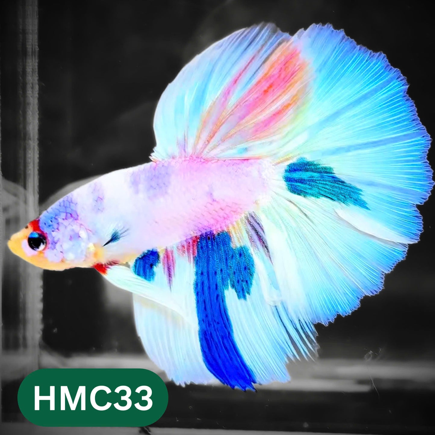 Multicolor Halfmoon Male Betta Fish | High Grade | Order Directly From Farm |  You Pick Fish |