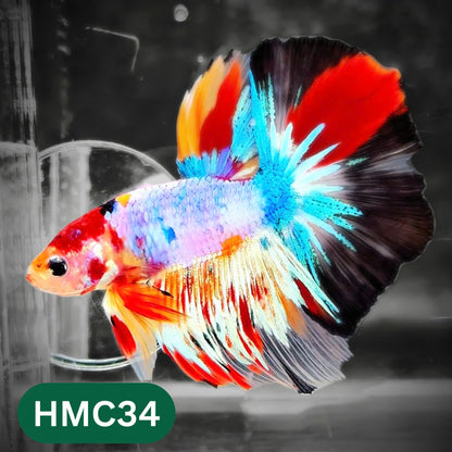 Multicolor Halfmoon Male Betta Fish | High Grade | Order Directly From Farm |  You Pick Fish |