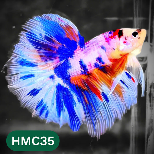 Multicolor Halfmoon Male Betta Fish | High Grade | Order Directly From Farm |  You Pick Fish |