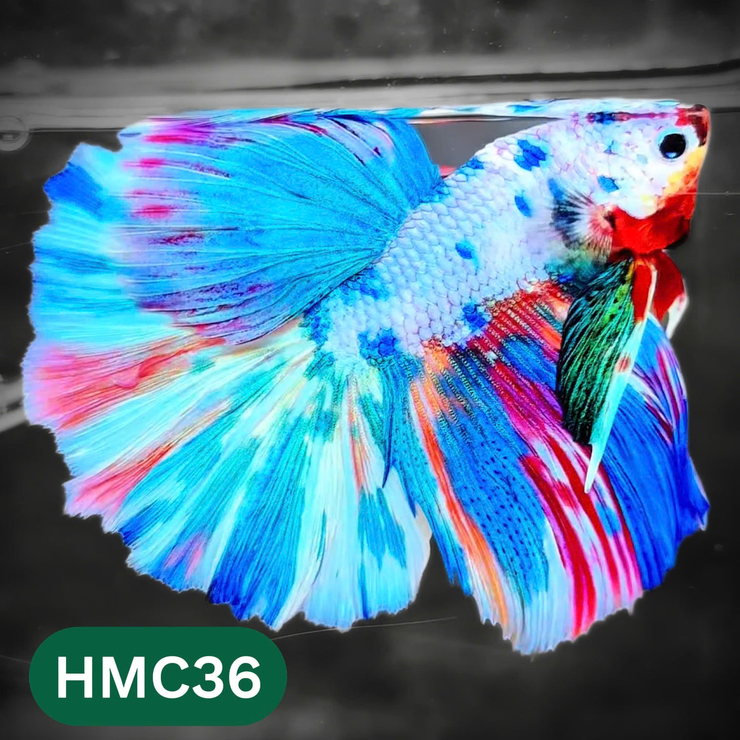 Multicolor Halfmoon Male Betta Fish | High Grade | Order Directly From Farm |  You Pick Fish |