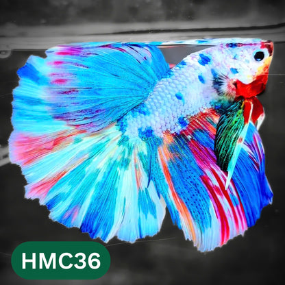 Multicolor Halfmoon Male Betta Fish | High Grade | Order Directly From Farm |  You Pick Fish |