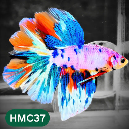 Multicolor Halfmoon Male Betta Fish | High Grade | Order Directly From Farm |  You Pick Fish |
