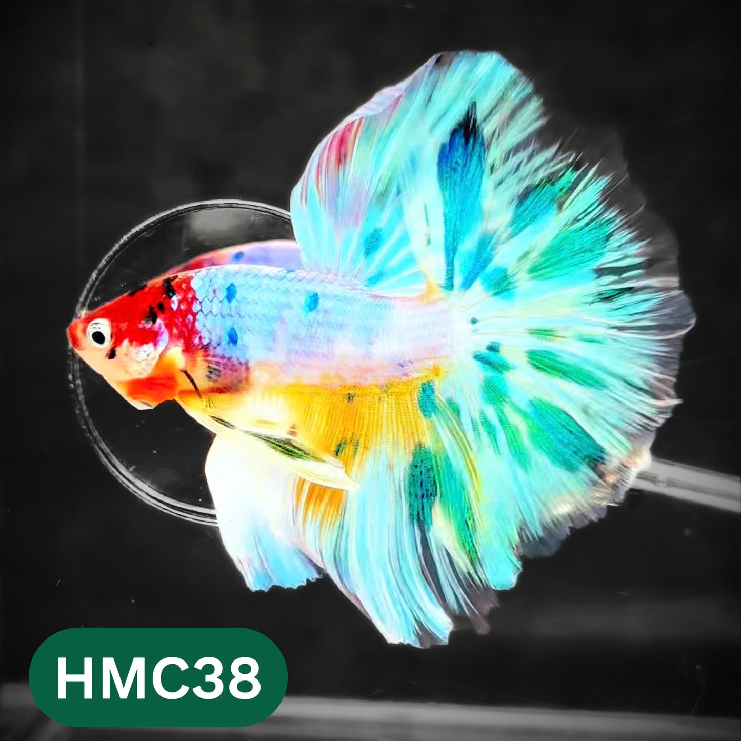 Multicolor Halfmoon Male Betta Fish | High Grade | Order Directly From Farm |  You Pick Fish |