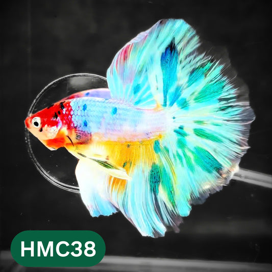 Multicolor Halfmoon Male Betta Fish | High Grade | Order Directly From Farm |  You Pick Fish |