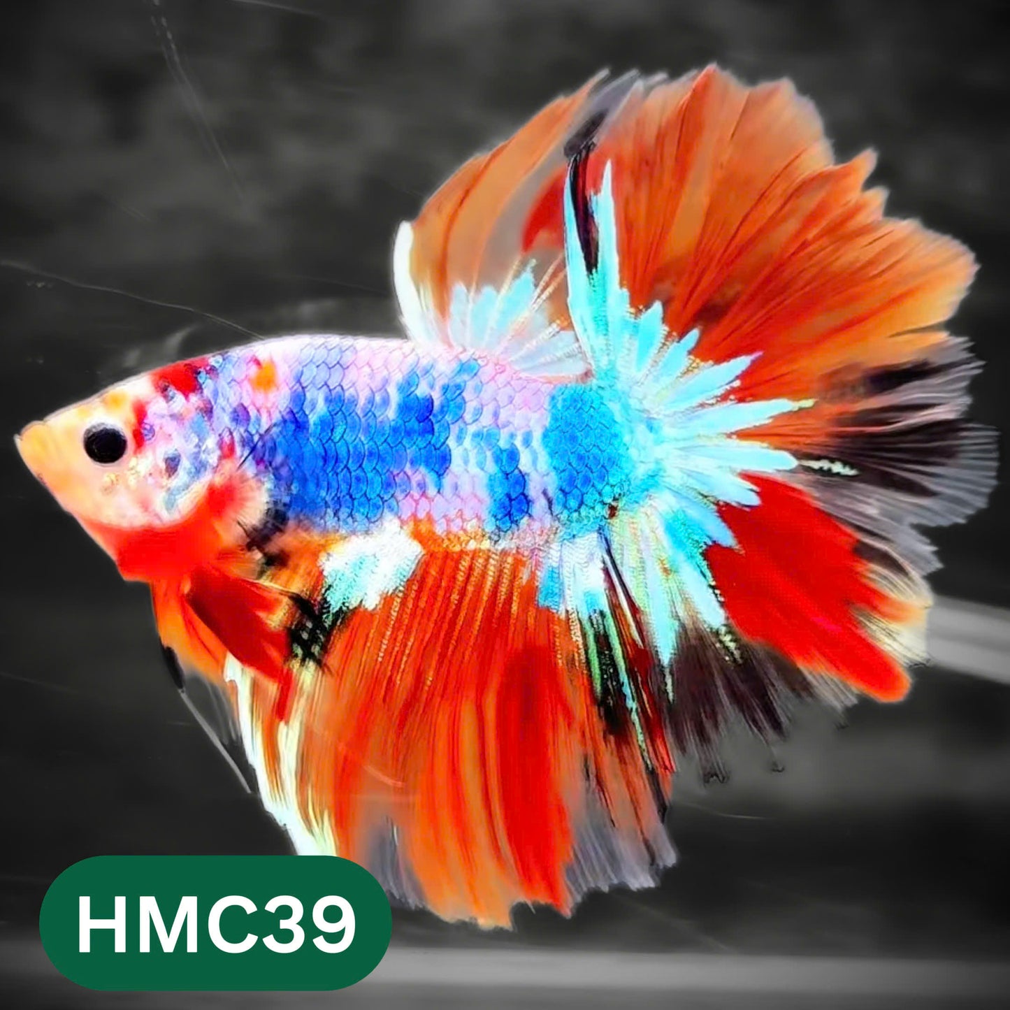 Multicolor Halfmoon Male Betta Fish | High Grade | Order Directly From Farm |  You Pick Fish |