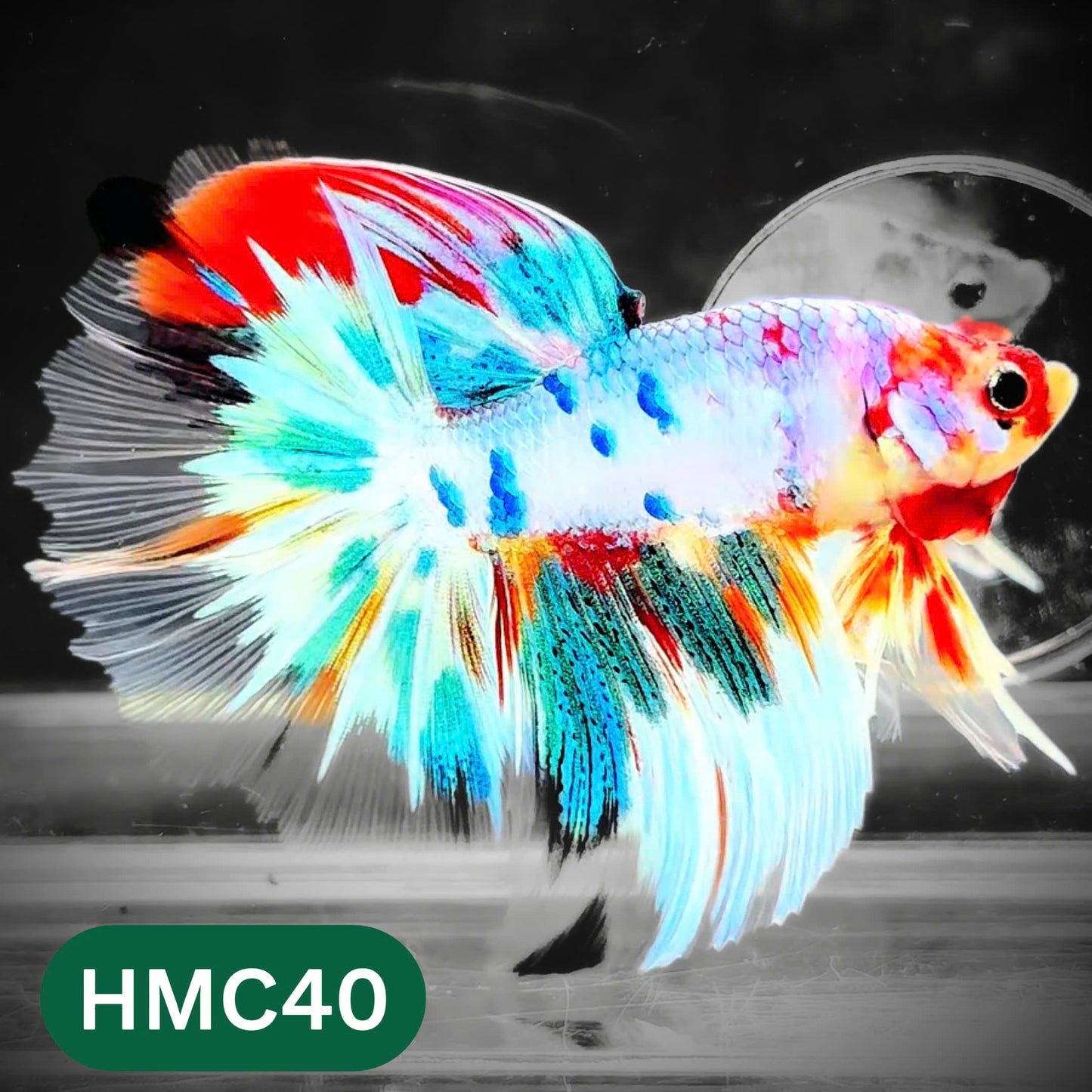 Multicolor Halfmoon Male Betta Fish | High Grade | Order Directly From Farm |  You Pick Fish |