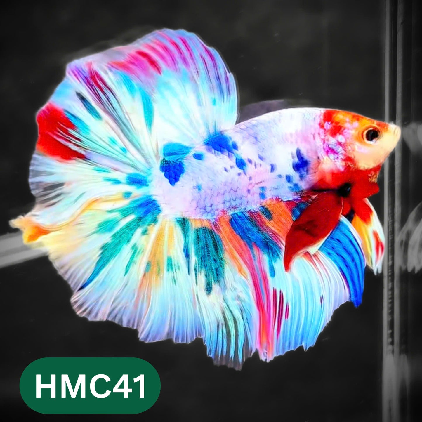 Multicolor Halfmoon Male Betta Fish | High Grade | Order Directly From Farm |  You Pick Fish |