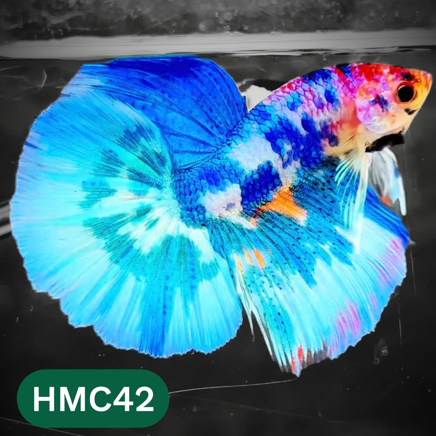 Multicolor Halfmoon Male Betta Fish | High Grade | Order Directly From Farm |  You Pick Fish |
