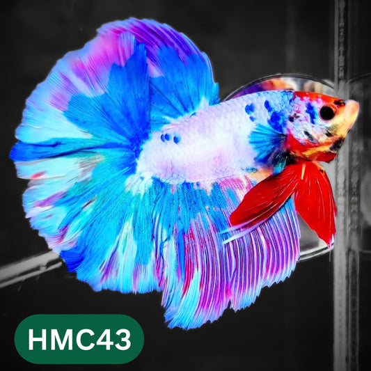 Multicolor Halfmoon Male Betta Fish | High Grade | Order Directly From Farm |  You Pick Fish |