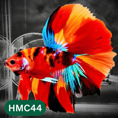 Multicolor Halfmoon Male Betta Fish | High Grade | Order Directly From Farm |  You Pick Fish |