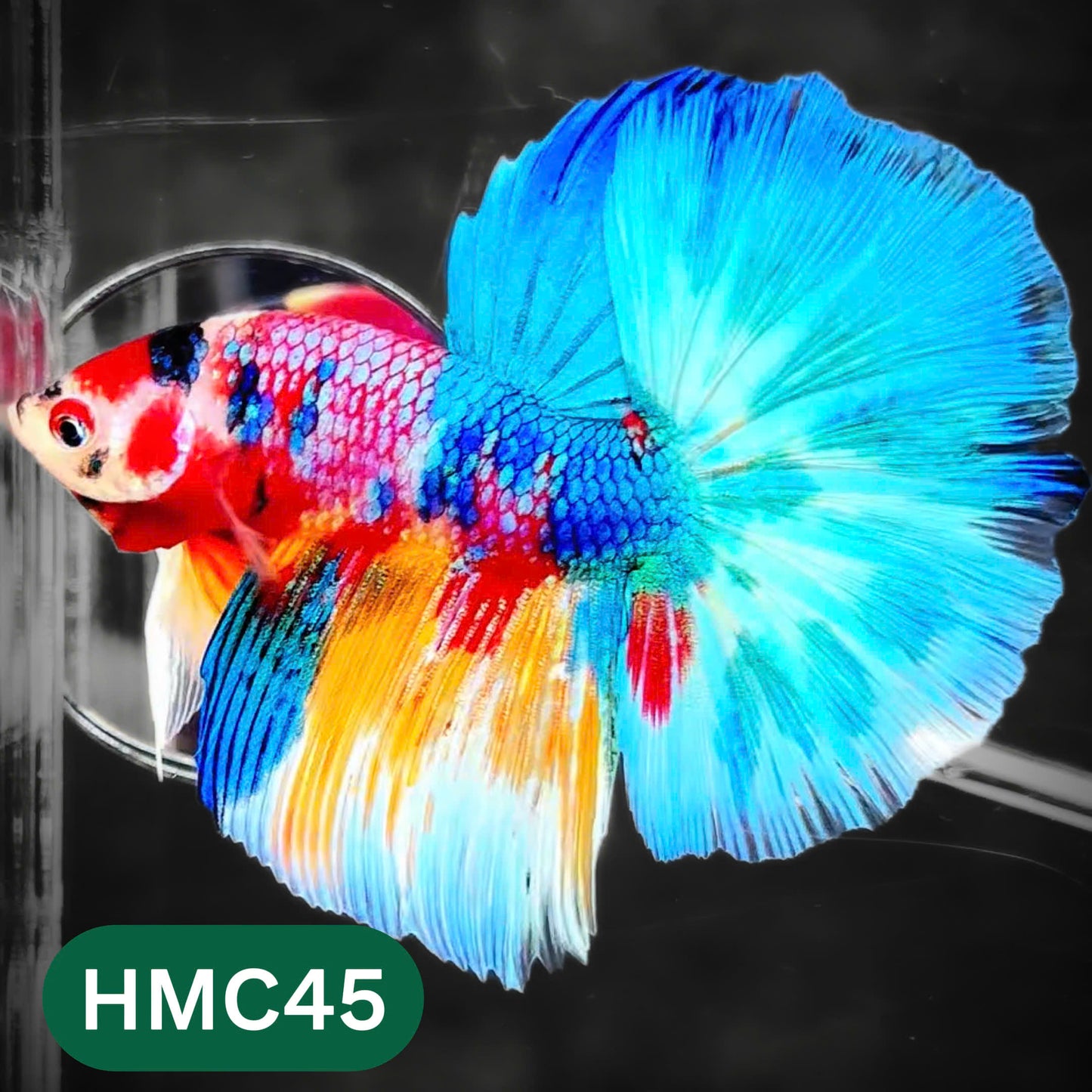 Multicolor Halfmoon Male Betta Fish | High Grade | Order Directly From Farm |  You Pick Fish |