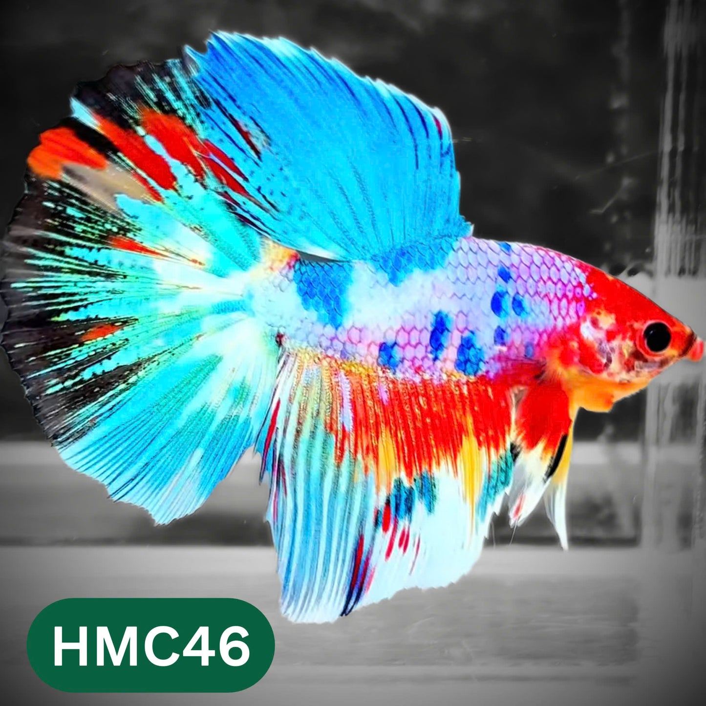 Multicolor Halfmoon Male Betta Fish | High Grade | Order Directly From Farm |  You Pick Fish |