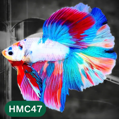 Multicolor Halfmoon Male Betta Fish | High Grade | Order Directly From Farm |  You Pick Fish |
