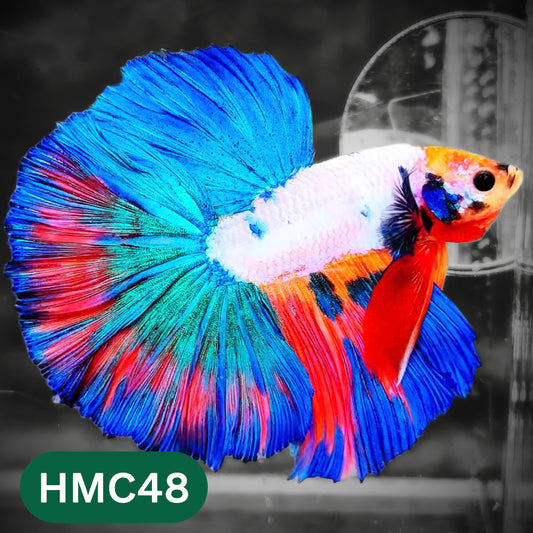 Multicolor Halfmoon Male Betta Fish | High Grade | Order Directly From Farm |  You Pick Fish |