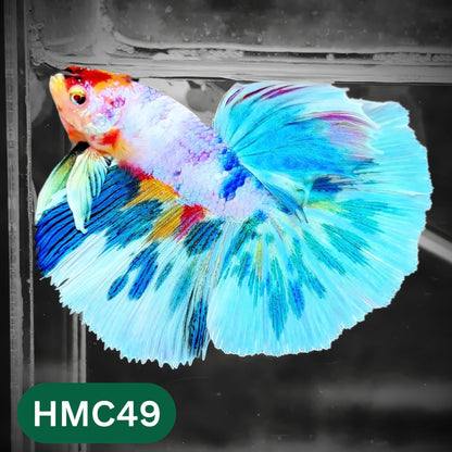 Multicolor Halfmoon Male Betta Fish | High Grade | Order Directly From Farm |  You Pick Fish |