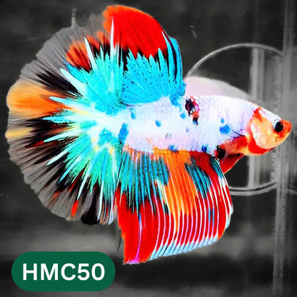 Multicolor Halfmoon Male Betta Fish | High Grade | Order Directly From Farm |  You Pick Fish |