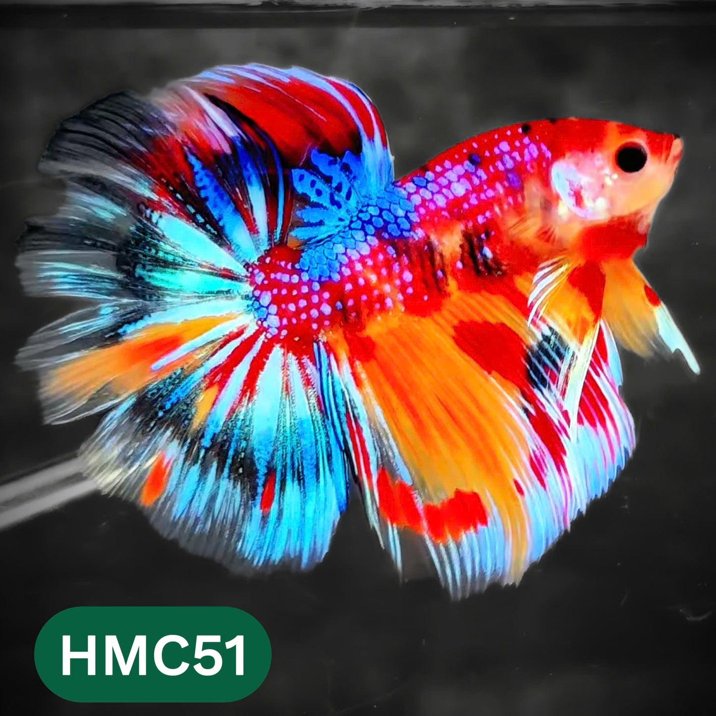 Multicolor Halfmoon Male Betta Fish | High Grade | Order Directly From Farm |  You Pick Fish |
