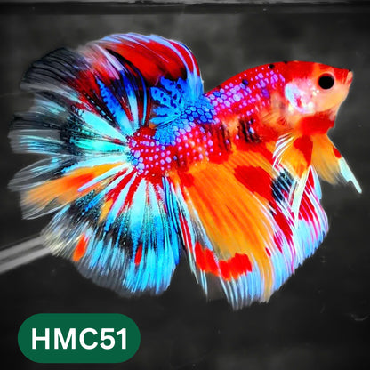 Multicolor Halfmoon Male Betta Fish | High Grade | Order Directly From Farm |  You Pick Fish |