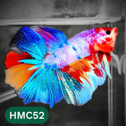 Multicolor Halfmoon Male Betta Fish | High Grade | Order Directly From Farm |  You Pick Fish |