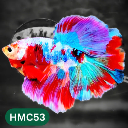Multicolor Halfmoon Male Betta Fish | High Grade | Order Directly From Farm |  You Pick Fish |