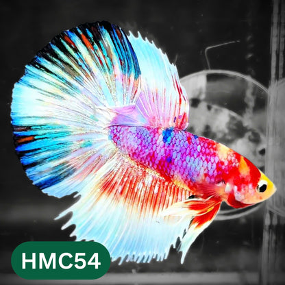 Multicolor Halfmoon Male Betta Fish | High Grade | Order Directly From Farm |  You Pick Fish |