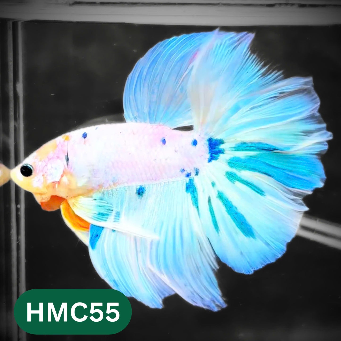 Multicolor Halfmoon Male Betta Fish | High Grade | Order Directly From Farm |  You Pick Fish |