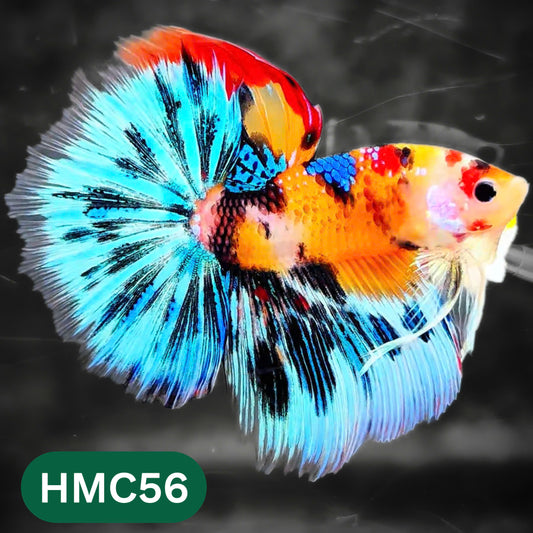Multicolor Halfmoon Male Betta Fish | High Grade | Order Directly From Farm |  You Pick Fish |