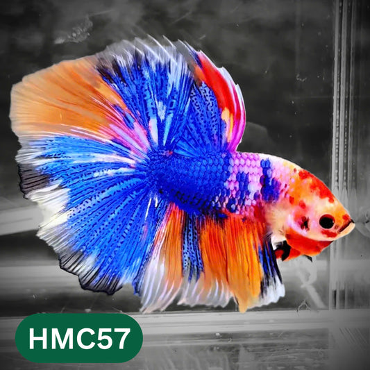 Multicolor Halfmoon Male Betta Fish | High Grade | Order Directly From Farm |  You Pick Fish |