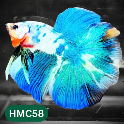 Multicolor Halfmoon Male Betta Fish | High Grade | Order Directly From Farm |  You Pick Fish |