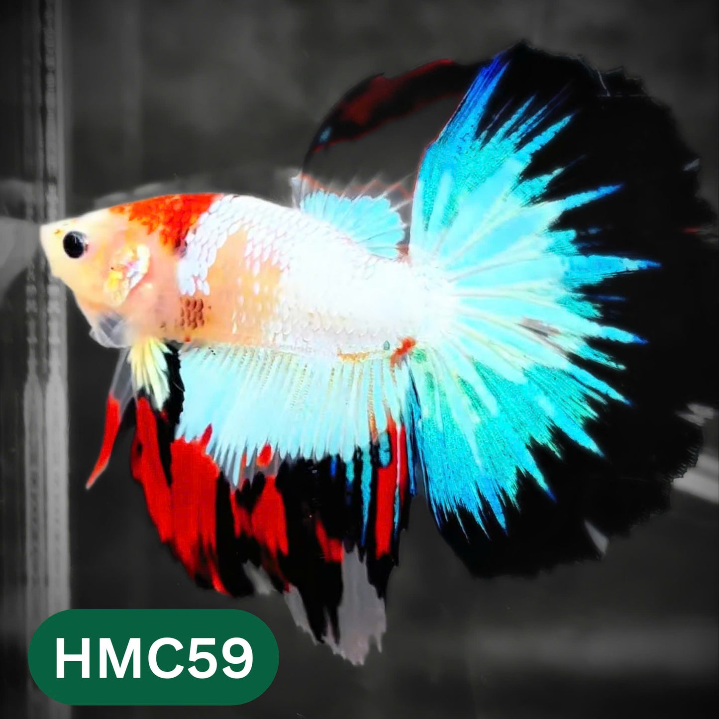 Multicolor Halfmoon Male Betta Fish | High Grade | Order Directly From Farm |  You Pick Fish |