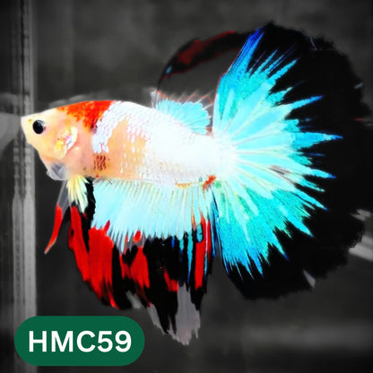 Multicolor Halfmoon Male Betta Fish | High Grade | Order Directly From Farm |  You Pick Fish |