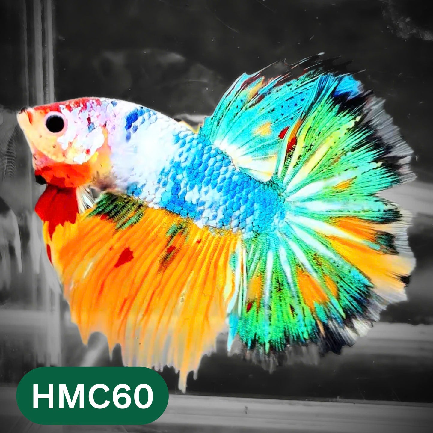 Multicolor Halfmoon Male Betta Fish | High Grade | Order Directly From Farm |  You Pick Fish |