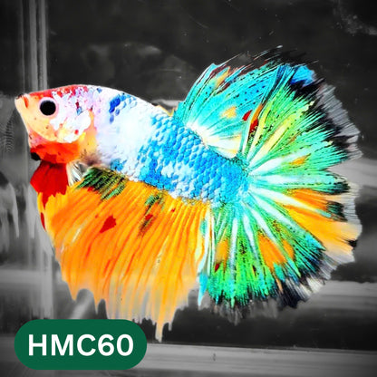 Multicolor Halfmoon Male Betta Fish | High Grade | Order Directly From Farm |  You Pick Fish |