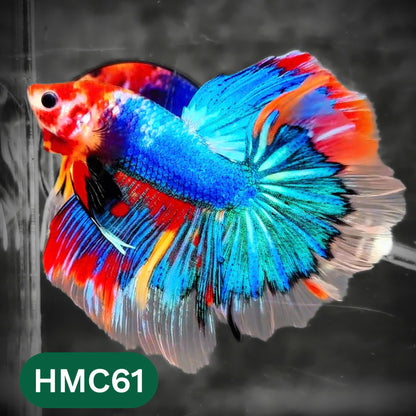 Multicolor Halfmoon Male Betta Fish | High Grade | Order Directly From Farm |  You Pick Fish |
