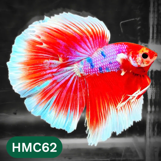 Multicolor Halfmoon Male Betta Fish | High Grade | Order Directly From Farm |  You Pick Fish |
