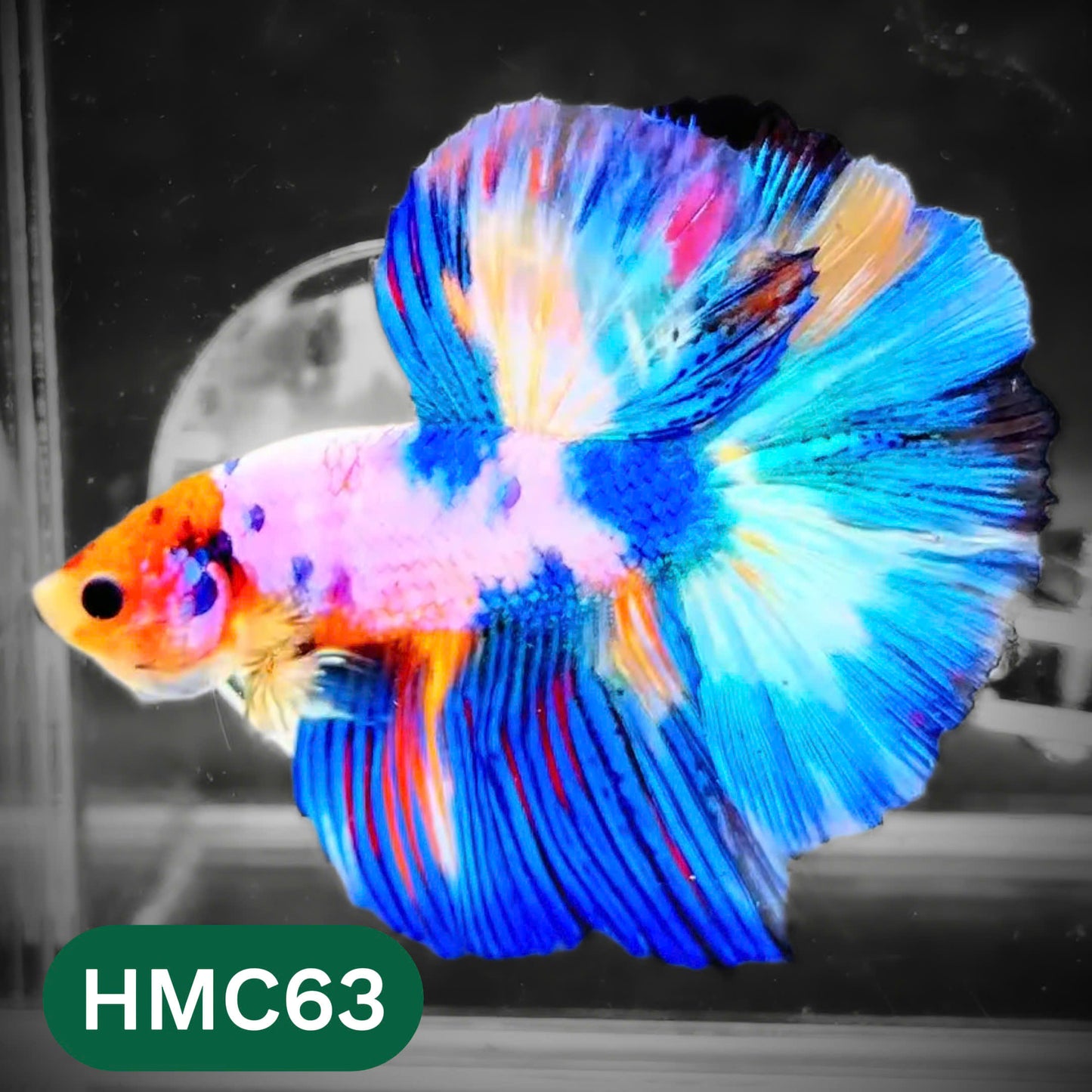 Multicolor Halfmoon Male Betta Fish | High Grade | Order Directly From Farm |  You Pick Fish |